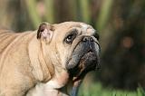 BULLDOG ANGLAIS 132